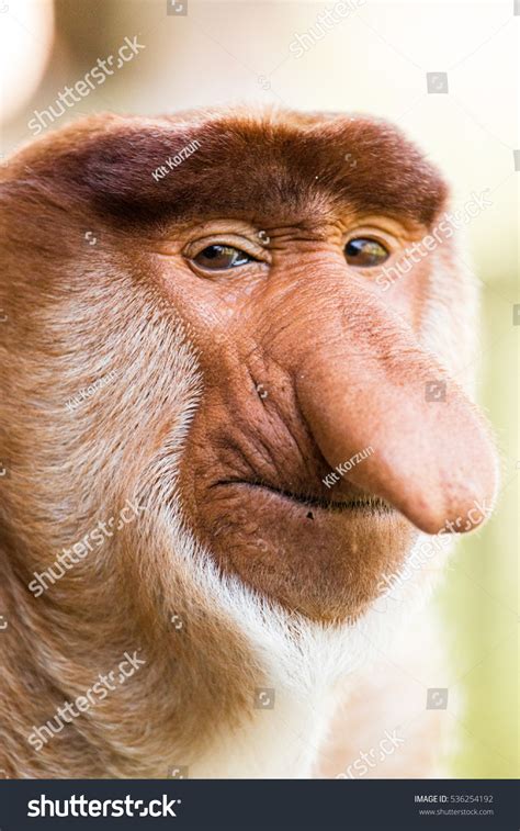 Big Nose Monkey Images Stock Photos And Vectors Shutterstock