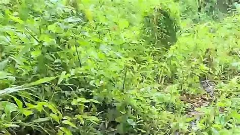 Jungle Mein Mangal Kiya Bhabhi Ke Sath Free Gay Hd Porn F Xhamster