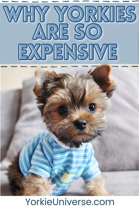 Why Are Yorkshire Terriers So Expensive Yorkie Universe