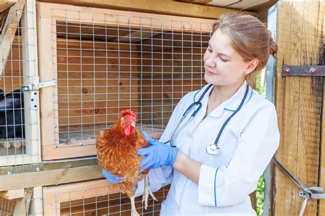 Unraveling Fowlpox In Chickens Understanding The Disease And Ensuring