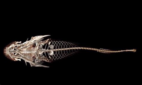This Newly Discovered Fish Has About 2000 Teeth Video The Epoch Times