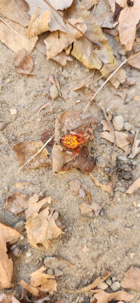 Araneus Marmoreus Marbled Orb Weaver In Rockville Indiana United States