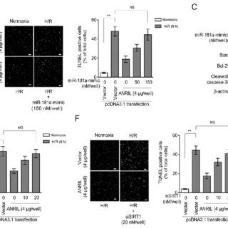 ANRIL Upregulates SIRT1 Expression Following H R Injury A C H9c2