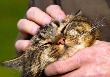 Le Fusa Del Gatto