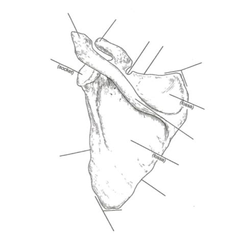 Scapula markings Diagram | Quizlet