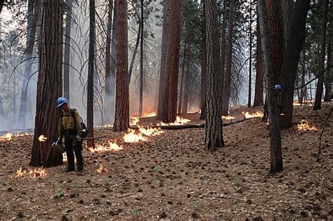 Controlled Burn Why Do Firefighters Start Fires To Fight Fires Fire