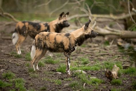 Free Photo | African wild dog ready to hunt for a prey