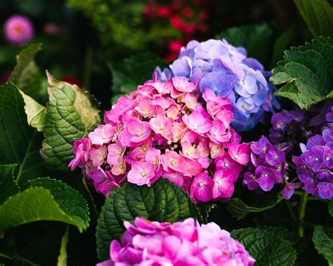 200 Flowers 4k Wallpapers
