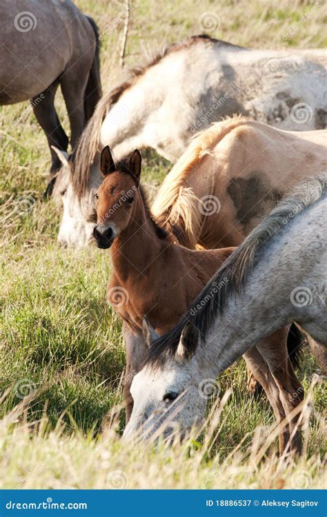 Cavalo Que Pasta Em Um Pasto Imagem De Stock Imagem De Homem