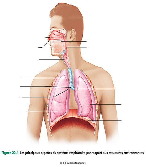 Le Syst Me Respiratoire Les Principaux Organes Du Syst Me