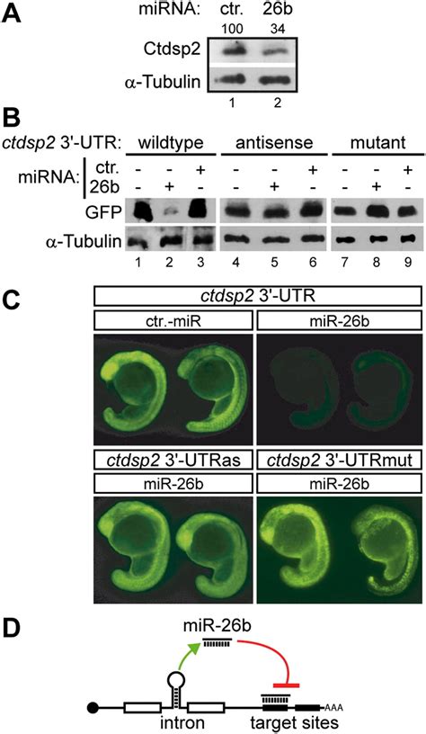 Intronic Mir B Controls Neuronal Differentiation By Repressing Its