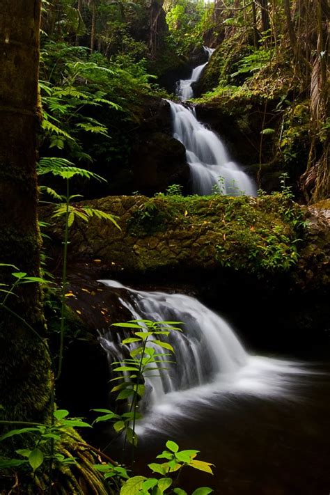 Hawaii Tropical Botanical Garden - Home to the world's largest ...