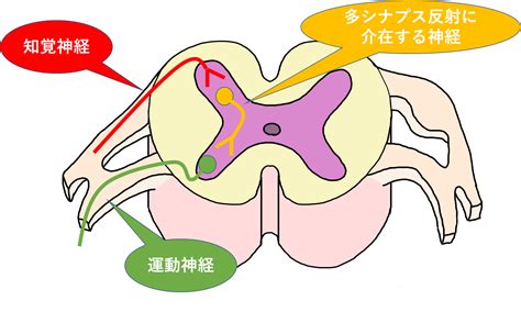 中枢性筋弛緩薬、脊髄と反射