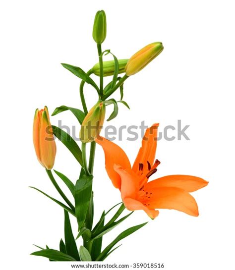 Beautiful Orange Lily Flower Bouquet Isolated Stock Photo 359018516