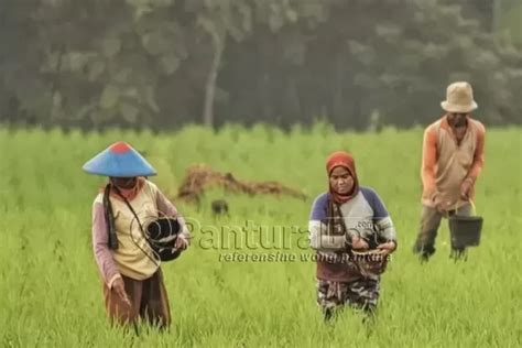 Inilah 5 Kecamatan Penghasil Padi Terbesar Di Kabupaten Brebes