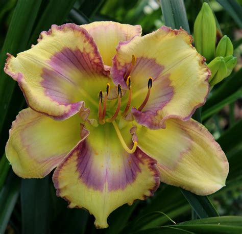 Daylily Hemerocallis Jammin S Halo Heart In The Daylilies Database