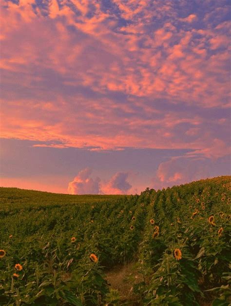 Heathervolley Pretty Landscapes Sunflower Sunset Landscape