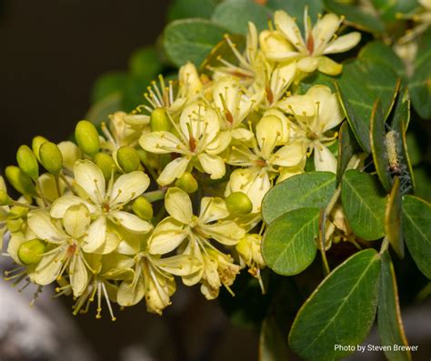 Trees of Belize: Discovering logwood - Wild Earth Allies