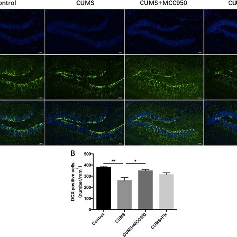 MCC950 Inhibited CUMS Induced Activation Of NLRP3 Inflammasome A The