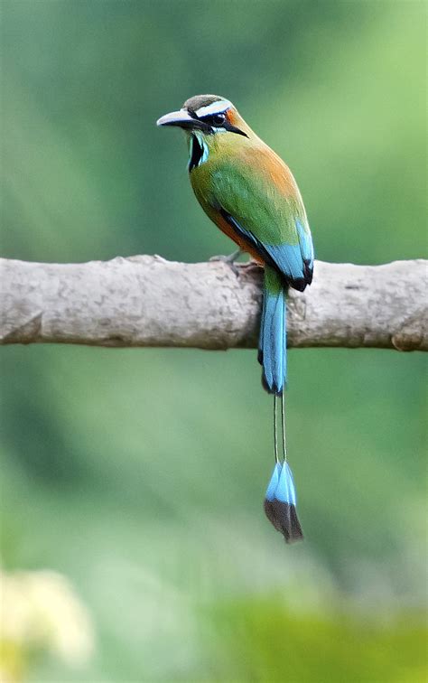 Turquoise-browed Motmot - Owen Deutsch Photography