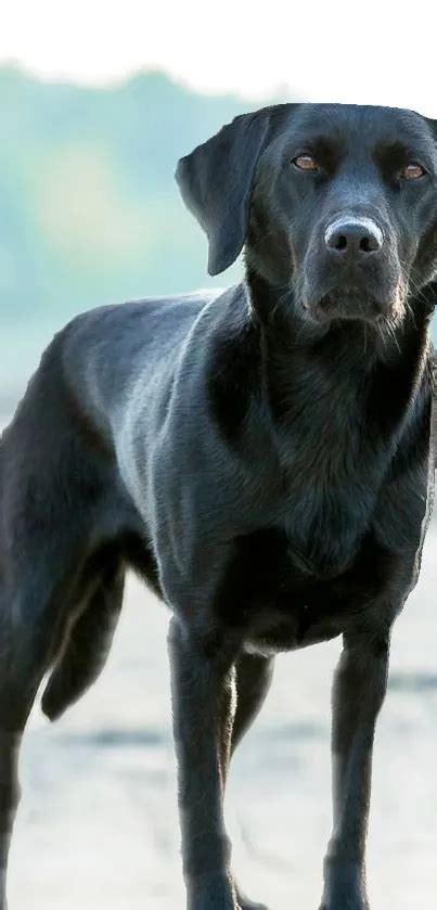 majestic black dog wallpaper