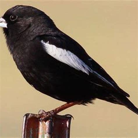 What Kind Of Bird Is A Lark Bunting Diy Seattle