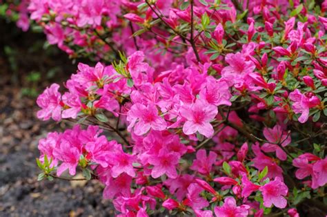 Azalea Japonica Half Standard Caragh Nurseries