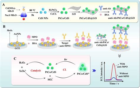 Scheme 1 Principle Of The ECL Immunosensor For Anti MPO Detection A