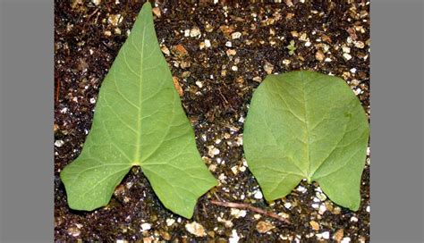 How To Remove Bindweed And Keep It From Coming Back The Arches