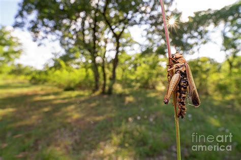 Infected Dead Grasshopper Photograph By Ozgur Kerem Bulur Science Photo Library Fine Art America