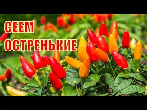ОСТРЫЙ ПЕРЕЦ ПОСЕВ НА РАССАДУ - YouTube