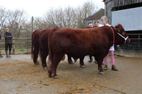 Judging Workshop Red Ruby Devon Cattle