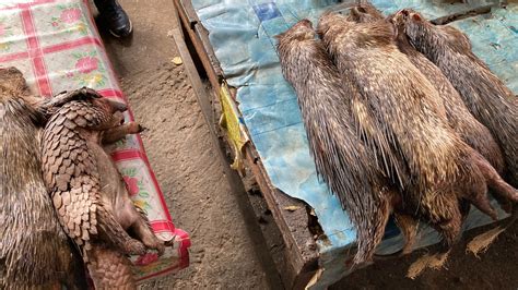 Schuppentier in Gefahr Der Pangolin gejagt für Fleisch und Schuppen