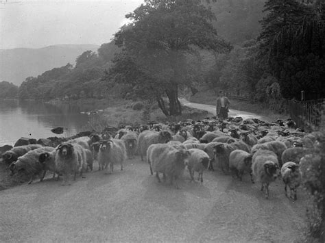 Herding Sheep At Ullswater Art Uk