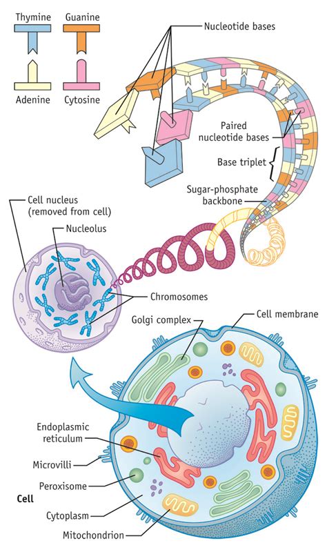 DNA Diagram - Hilmers Studios