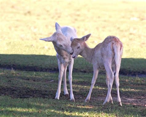 Doe and Fawn Fallow Deer, Dama Dama, in Autumn Colors Stock Image - Image of cervidae, head ...