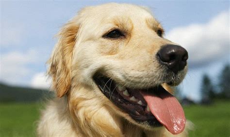 Canine disease may be due to domestication and NOT inbreeding | Daily ...