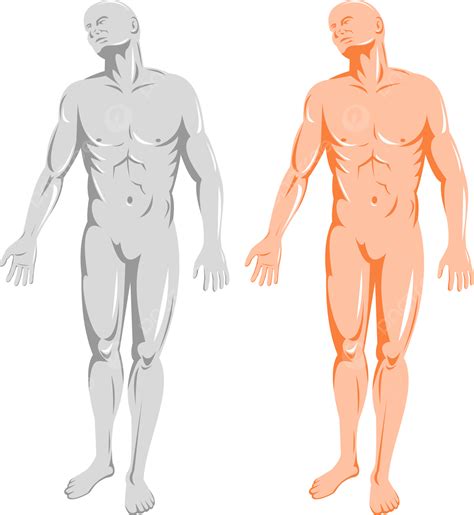 Male Human Body Outline Front And Back