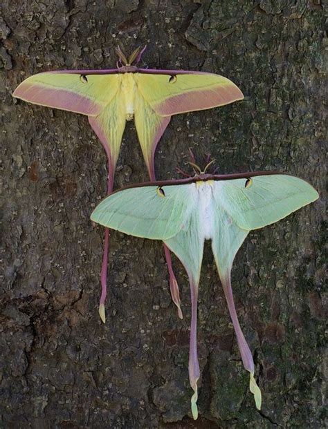 Chinese Moon Moths Actias Dubernardi Rainforests Of China Male On