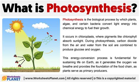 What Is Photosynthesis Definition Of Photosynthesis