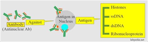 Anti Dna Anti Double Stranded Dna Antibodies Anti Ds Dna Ab And