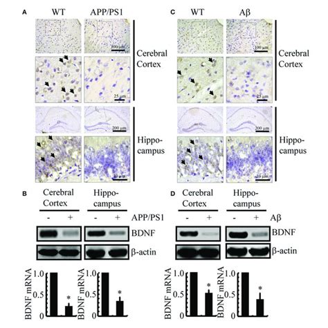 The Expression Of Bdnf Was Downregulated In App Ps Tg Mice And A