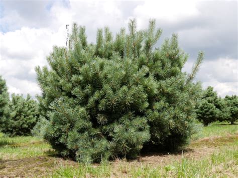 Pinus Sylvestris Watereri Strauch Wald Kiefer Van Den Berk