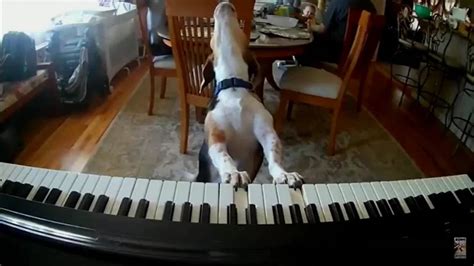 MUST SEE: Piano playing singing dog goes viral