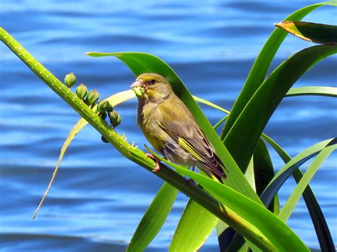 Beginners Outing To Newport Lakes And Jawbone Reserve Birdlifemelbourne