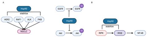 The Role Of Hsp In Regulating Nsclc Oncogenesis A Hsp Can