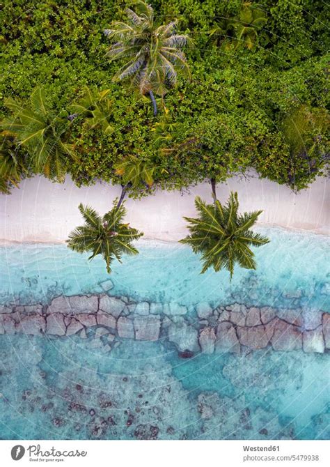 Maldives Kolhumadulu Atoll Aerial View Of Forested Coastline Of