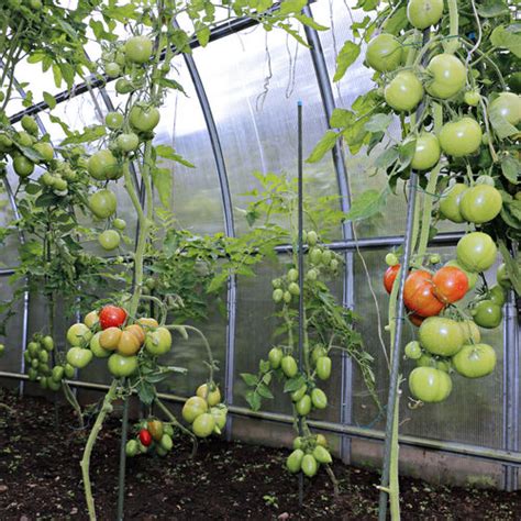 Cultiver des légumes sous serre Ooreka