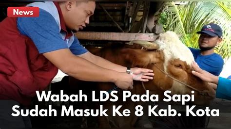 Penyakit Lsd Menyebar Di Riau Pedagang Daging Sapi Terkena Imbas