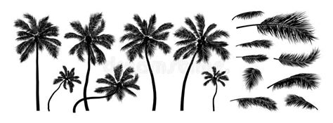 Silhouette Of Coconut Palm Tree Isolated On White Stock Illustration